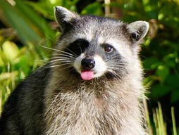 Wildlife on your doorstep